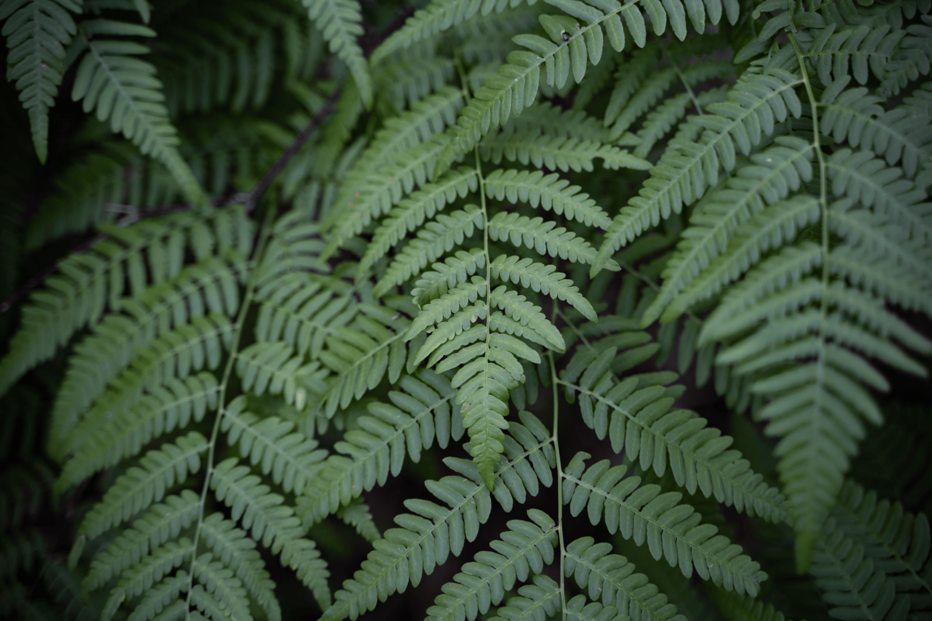 shutterstock_2043208370