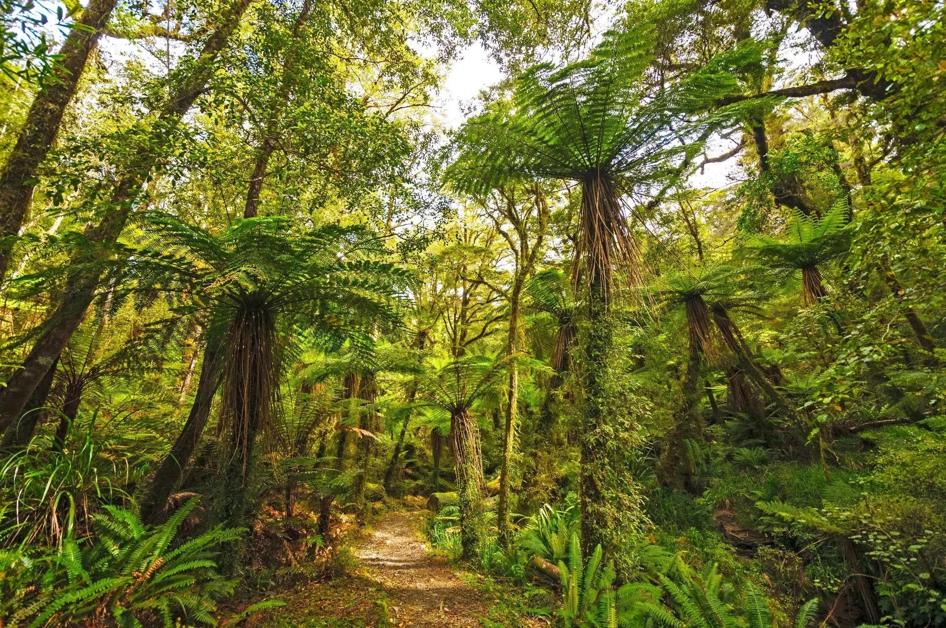 tree-fern-compressed