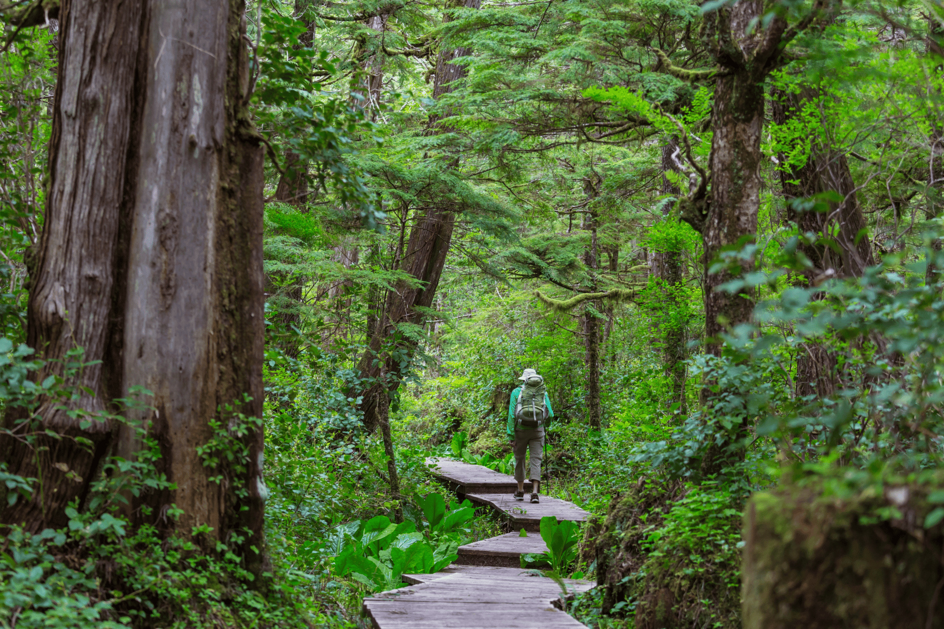 woman-walking-on-platform-through-forest